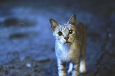 Close-up portrait of cat