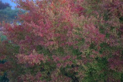 Pink flowers growing on tree