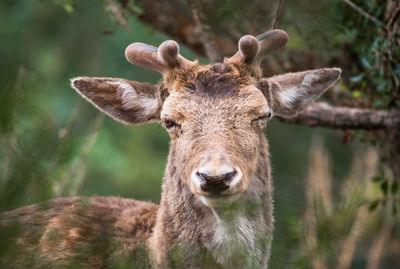 Close-up portrait of a deer