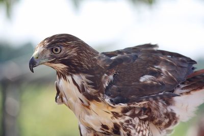 Close-up of eagle