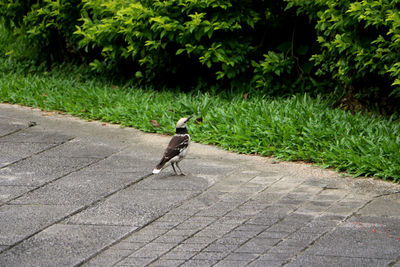 View of a bird on footpath