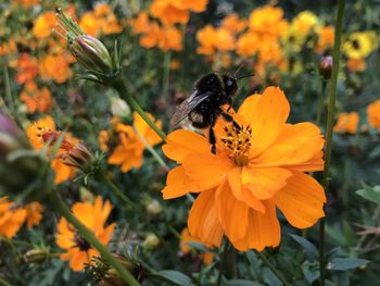 Bee pollinating on orange flower