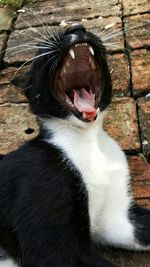 Close-up of cat yawning