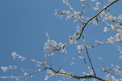 Low angle view of bare tree against blue sky