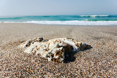 Cloae up of a shell at sea shore