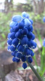 Close-up of plant against blurred background