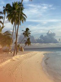 Palm trees on beach against sky