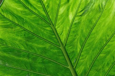 Full frame shot of green leaves