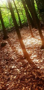 Trees growing in forest