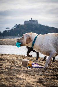 Close-up of dog at beach against sky