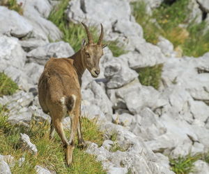 Female wild alpine ibex, capra ibex, or steinbock