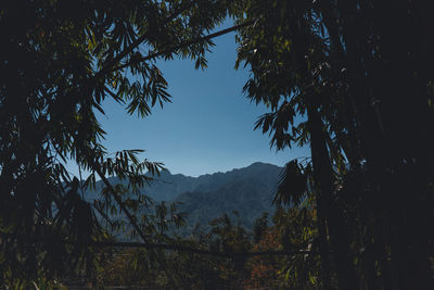 Silhouette trees in forest against sky