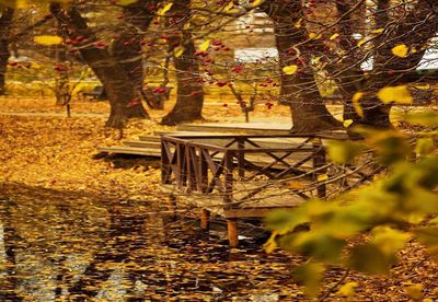 Trees in forest during autumn