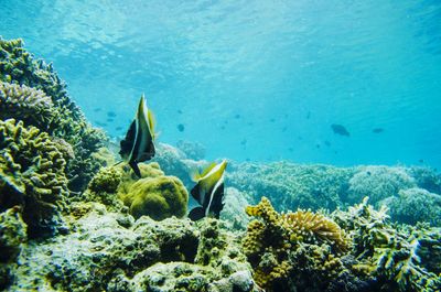 Fish swimming in sea