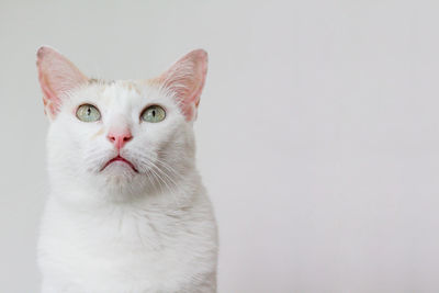 Close-up portrait of a cat against white background