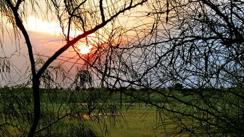 Silhouette bare trees on landscape against sky during sunset