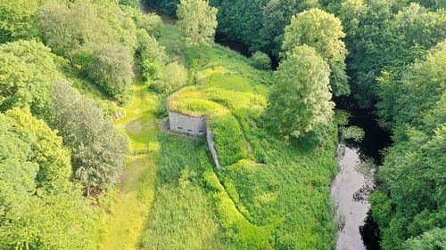 High angle view of trees in forest