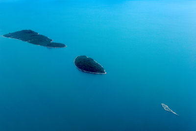 High angle view of jellyfish swimming in sea