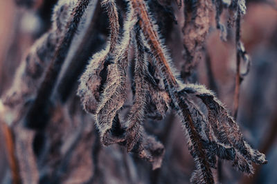 Close-up of rope