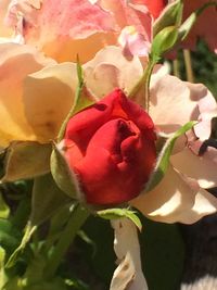 Close-up of pink rose