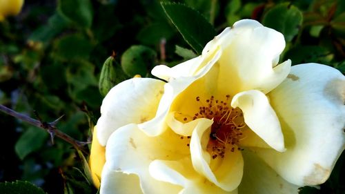 Close-up of white flowers blooming outdoors