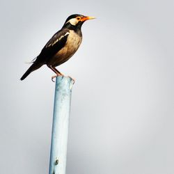 Bird perching on pole