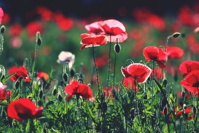 Close-up of red poppy flowers on field