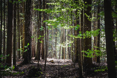 Trees in forest