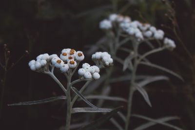 Close-up of white flowering plant