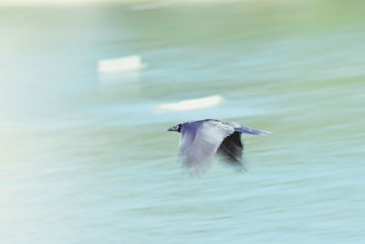 Birds in water