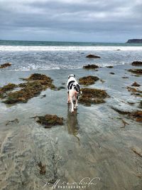 Dog on beach