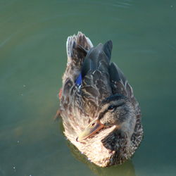 High angle view of duck swimming in lake