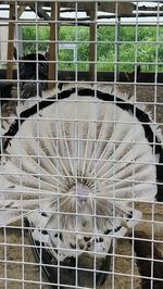 Close-up of horse in cage