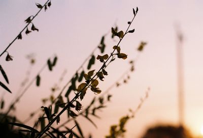 Low angle view of flowering plants against sky