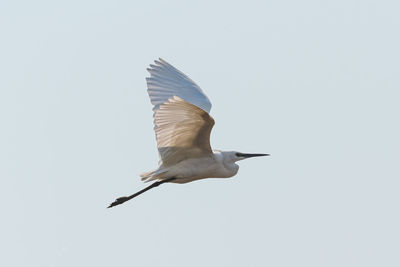 Low angle view of bird flying