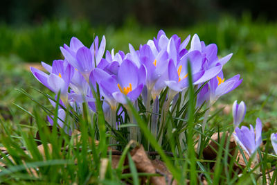 Close-up of purple crocus blooming on field