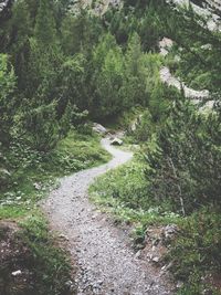 Scenic view of stream amidst trees in forest