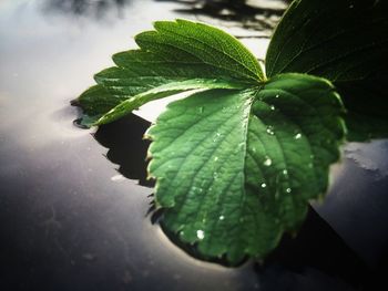 Close-up of raindrops on leaves