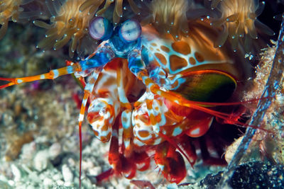 Close-up of fish swimming in sea