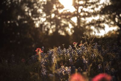 Close-up of plant against blurred background