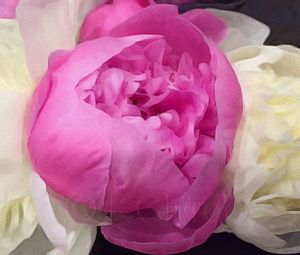 Close-up of pink rose