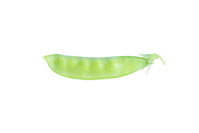 Close-up of green leaf against white background