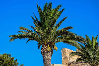 Low angle view of palm trees growing against blue sky