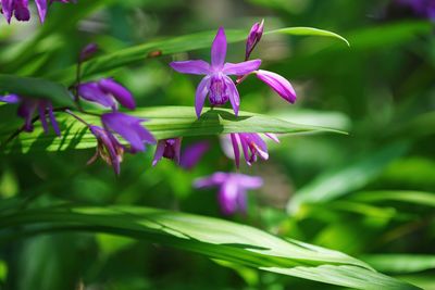 Close-up of purple flowers blooming outdoors