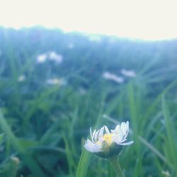Close-up of flower blooming outdoors