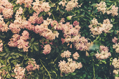 High angle view of pink flowering plants