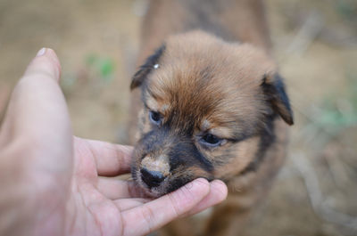 Close-up of person holding puppy