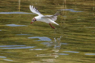 Bird flying over lake