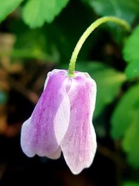 Close-up of purple flowering plant