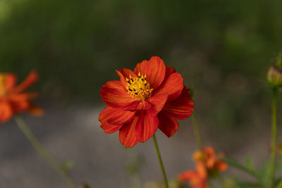 Close-up of orange flower against blurred background